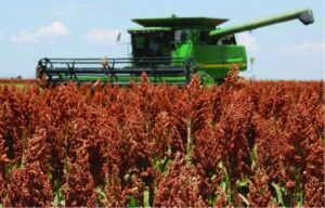 La cosecha de sorgo llegó al 90,3% y la producción se ajustó a 2,8 millones de toneladas